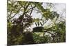 Storks with Nest on a Tree, North Rupununi, Southern Guyana-Keren Su-Mounted Photographic Print