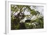 Storks with Nest on a Tree, North Rupununi, Southern Guyana-Keren Su-Framed Photographic Print