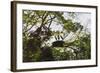 Storks with Nest on a Tree, North Rupununi, Southern Guyana-Keren Su-Framed Photographic Print