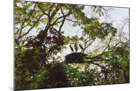 Storks with Nest on a Tree, North Rupununi, Southern Guyana-Keren Su-Mounted Photographic Print