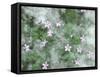 Storksbill Flowers Nestled in Cottonwood Seeds-Steve Terrill-Framed Stretched Canvas