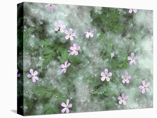 Storksbill Flowers Nestled in Cottonwood Seeds-Steve Terrill-Stretched Canvas