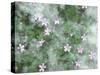 Storksbill Flowers Nestled in Cottonwood Seeds-Steve Terrill-Stretched Canvas