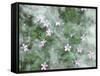 Storksbill Flowers Nestled in Cottonwood Seeds-Steve Terrill-Framed Stretched Canvas