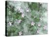 Storksbill Flowers Nestled in Cottonwood Seeds-Steve Terrill-Stretched Canvas