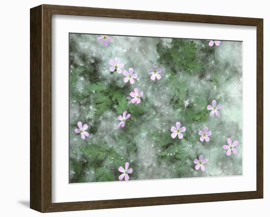 Storksbill Flowers Nestled in Cottonwood Seeds-Steve Terrill-Framed Photographic Print