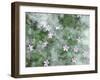 Storksbill Flowers Nestled in Cottonwood Seeds-Steve Terrill-Framed Photographic Print