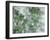 Storksbill Flowers Nestled in Cottonwood Seeds-Steve Terrill-Framed Photographic Print