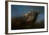 Storm Chaser Bald Eagle-Jai Johnson-Framed Giclee Print