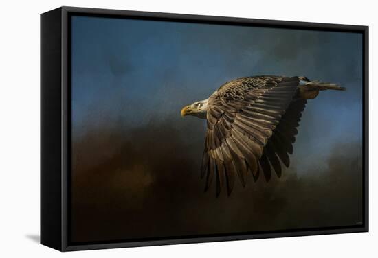 Storm Chaser Bald Eagle-Jai Johnson-Framed Stretched Canvas