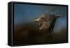 Storm Chaser Bald Eagle-Jai Johnson-Framed Stretched Canvas