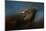 Storm Chaser Bald Eagle-Jai Johnson-Mounted Giclee Print