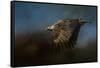 Storm Chaser Bald Eagle-Jai Johnson-Framed Stretched Canvas