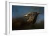 Storm Chaser Bald Eagle-Jai Johnson-Framed Premium Giclee Print