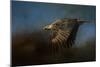 Storm Chaser Bald Eagle-Jai Johnson-Mounted Premium Giclee Print