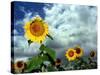 Storm Clouds Form the Background for a Field of Colorful Sunflowers-null-Stretched Canvas