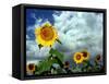 Storm Clouds Form the Background for a Field of Colorful Sunflowers-null-Framed Stretched Canvas