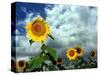 Storm Clouds Form the Background for a Field of Colorful Sunflowers-null-Stretched Canvas