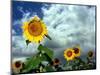 Storm Clouds Form the Background for a Field of Colorful Sunflowers-null-Mounted Photographic Print