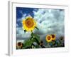 Storm Clouds Form the Background for a Field of Colorful Sunflowers-null-Framed Photographic Print