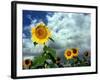 Storm Clouds Form the Background for a Field of Colorful Sunflowers-null-Framed Photographic Print