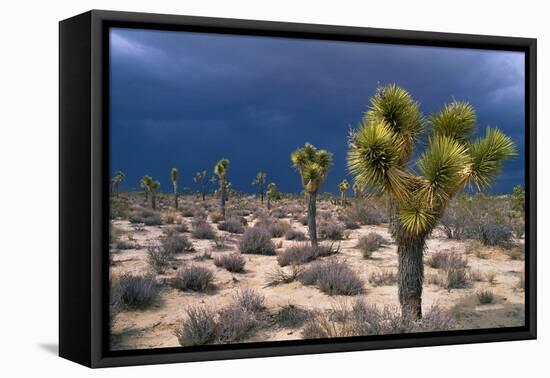 Storm Clouds over Joshua Trees-Paul Souders-Framed Stretched Canvas