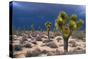 Storm Clouds over Joshua Trees-Paul Souders-Stretched Canvas