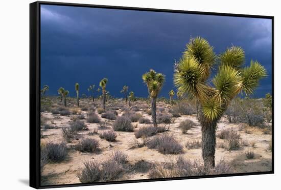 Storm Clouds over Joshua Trees-Paul Souders-Framed Stretched Canvas