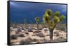 Storm Clouds over Joshua Trees-Paul Souders-Framed Stretched Canvas
