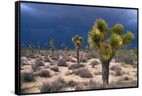 Storm Clouds over Joshua Trees-Paul Souders-Framed Stretched Canvas