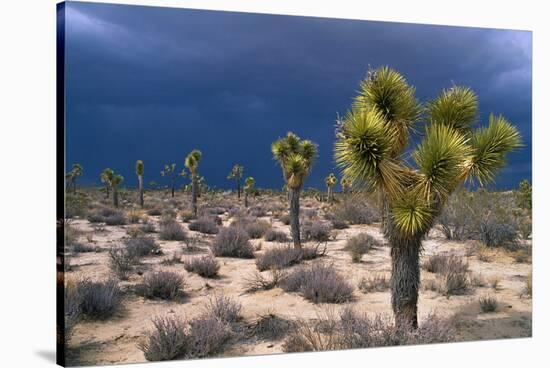 Storm Clouds over Joshua Trees-Paul Souders-Stretched Canvas