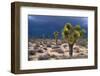 Storm Clouds over Joshua Trees-Paul Souders-Framed Premium Photographic Print