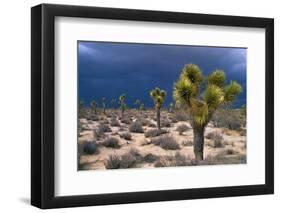 Storm Clouds over Joshua Trees-Paul Souders-Framed Premium Photographic Print