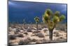 Storm Clouds over Joshua Trees-Paul Souders-Mounted Premium Photographic Print