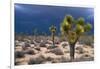 Storm Clouds over Joshua Trees-Paul Souders-Framed Photographic Print