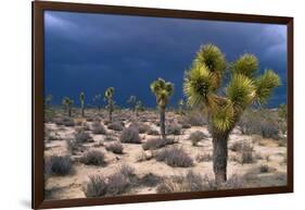 Storm Clouds over Joshua Trees-Paul Souders-Framed Photographic Print