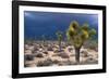 Storm Clouds over Joshua Trees-Paul Souders-Framed Photographic Print