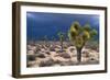 Storm Clouds over Joshua Trees-Paul Souders-Framed Photographic Print