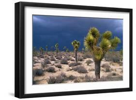 Storm Clouds over Joshua Trees-Paul Souders-Framed Photographic Print