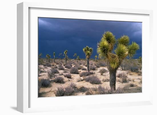 Storm Clouds over Joshua Trees-Paul Souders-Framed Photographic Print