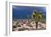 Storm Clouds over Joshua Trees-Paul Souders-Framed Photographic Print