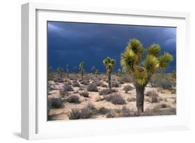 Storm Clouds over Joshua Trees-Paul Souders-Framed Photographic Print