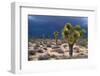 Storm Clouds over Joshua Trees-Paul Souders-Framed Photographic Print