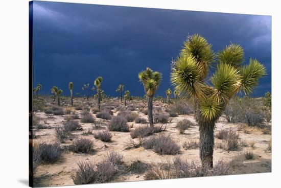 Storm Clouds over Joshua Trees-Paul Souders-Stretched Canvas