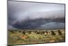 Storm Clouds Threaten the Kalahari, Kgalagadi Transfrontier Park in Summer, Northern Cape-Ann and Steve Toon-Mounted Photographic Print