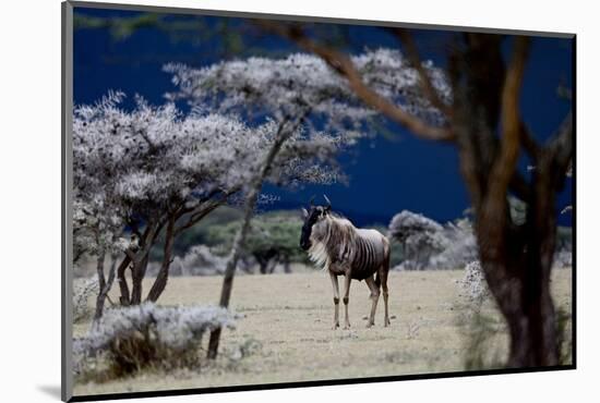 Storm Coming, 2018-Eric Meyer-Mounted Photographic Print