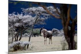 Storm Coming, 2018-Eric Meyer-Mounted Photographic Print