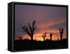 Storm Damaged Trees Silhouetted against the Setting Sun, Greensburg, Kansas, c.2007-Charlie Riedel-Framed Stretched Canvas