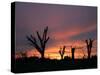Storm Damaged Trees Silhouetted against the Setting Sun, Greensburg, Kansas, c.2007-Charlie Riedel-Stretched Canvas