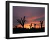 Storm Damaged Trees Silhouetted against the Setting Sun, Greensburg, Kansas, c.2007-Charlie Riedel-Framed Photographic Print